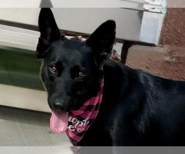 Medium Photo #1 German Shepherd Dog Puppy For Sale in Pueblo, CO, USA
