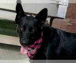 Small German Shepherd Dog