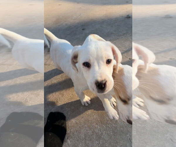 Medium Photo #2 Beagle Puppy For Sale in Harrison, AR, USA