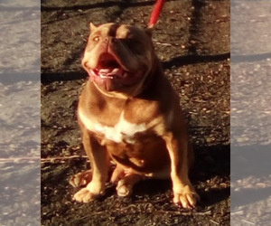 Father of the American Bully puppies born on 05/14/2022
