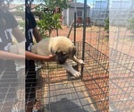 Small #12 Kangal Dog