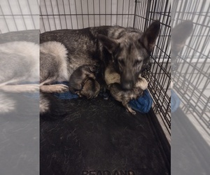 Mother of the German Shepherd Dog puppies born on 04/29/2022