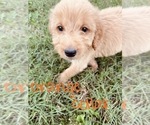Small #67 Goldendoodle