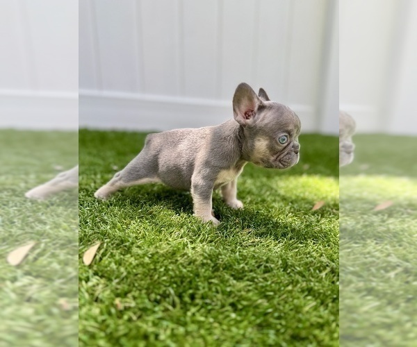 Medium Photo #2 French Bulldog Puppy For Sale in CORAL SPRINGS, FL, USA