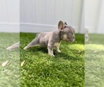 Small #1 French Bulldog