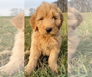 Golden Labrador-Poodle (Standard) Mix Puppy for sale in WEST GROVE, PA, USA