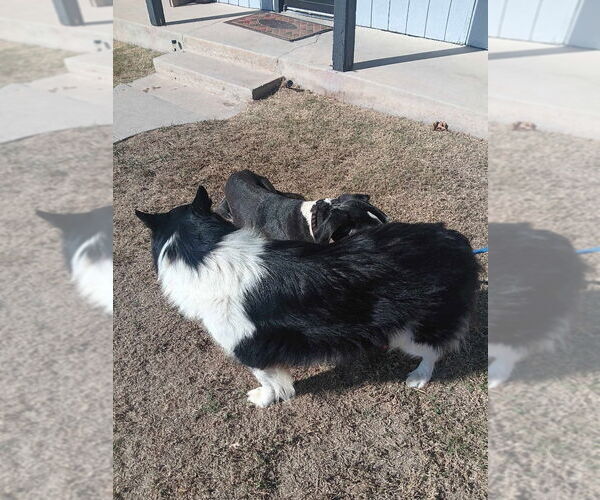 Medium Photo #2 Collie Puppy For Sale in Bullard, TX, USA