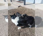 Small #1 Collie