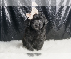 Medium Poodle (Miniature)