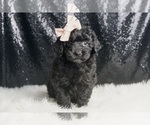 Puppy AKC Evee Poodle (Miniature)