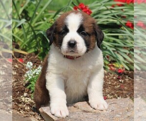Saint Bernard Puppy for sale in NEW HOLLAND, PA, USA