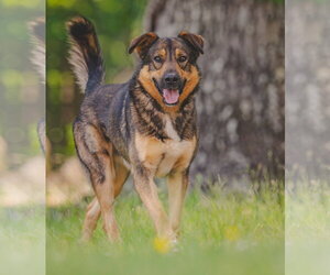 Mutt Dogs for adoption in Rustburg, VA, USA