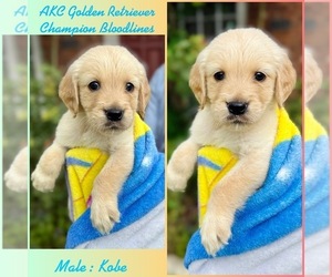 Golden Retriever Puppy for sale in SUGAR LAND, TX, USA