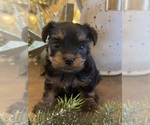 Small Photo #1 Yorkshire Terrier Puppy For Sale in HUDSON, FL, USA