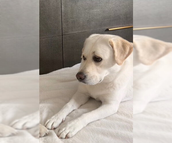 Medium Photo #5 Labrador Retriever Puppy For Sale in Agoura Hills, CA, USA