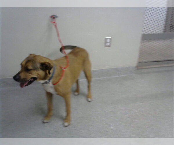Medium Photo #1 Staffordshire Bull Terrier-Unknown Mix Puppy For Sale in Pasadena, TX, USA
