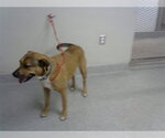 Small Staffordshire Bull Terrier Mix