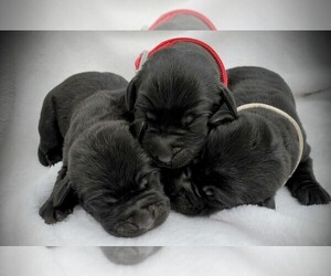 Labrador Retriever Puppy for sale in FORT COLLINS, CO, USA