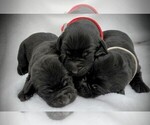 Small Labrador Retriever