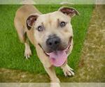 Small #1 American Staffordshire Terrier