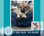 Small #1 Beagle Mix