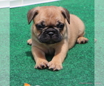 Small Photo #37 French Bulldog Puppy For Sale in WINNSBORO, TX, USA