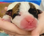 Small Photo #4 Olde English Bulldogge Puppy For Sale in ATHENS, AL, USA