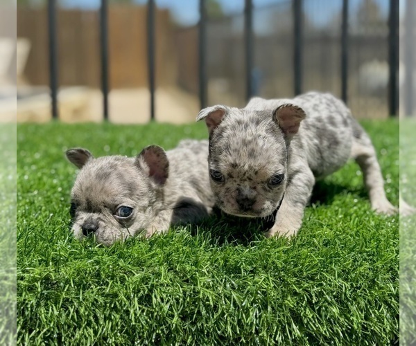 Medium Photo #13 French Bulldog Puppy For Sale in LONG BEACH, CA, USA