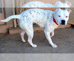 Small #1 American Staffordshire Terrier Mix