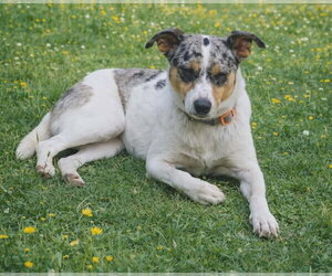 Marley - Maybe Me? - Female Mutt Dog for Adoption - Photo #11