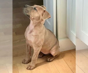 Rubi - Female Mutt Dog for Adoption - Photo #3