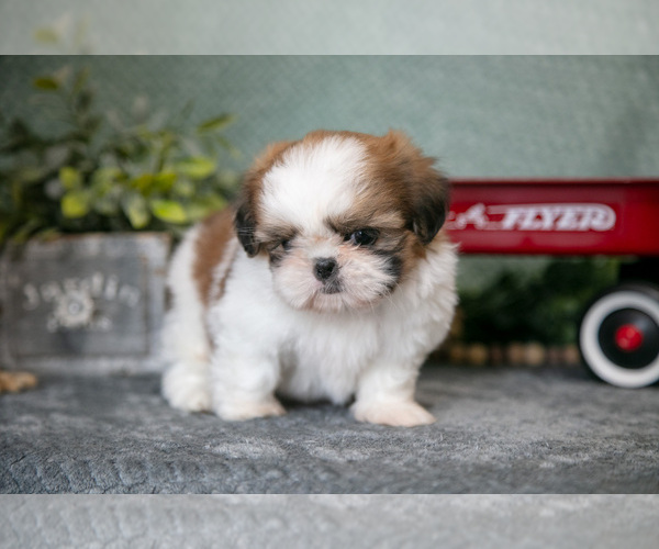 Medium Photo #3 Shih Tzu Puppy For Sale in CLARE, MI, USA