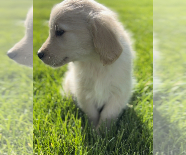 Medium Photo #3 Golden Retriever Puppy For Sale in EDWARDSBURG, MI, USA