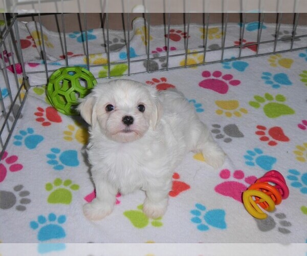 Medium Photo #7 Maltese Puppy For Sale in ORO VALLEY, AZ, USA