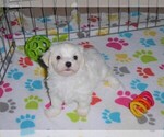 Small Photo #7 Maltese Puppy For Sale in ORO VALLEY, AZ, USA