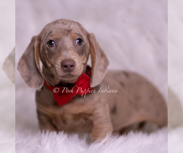 Medium Photo #3 Dachshund Puppy For Sale in WARSAW, IN, USA