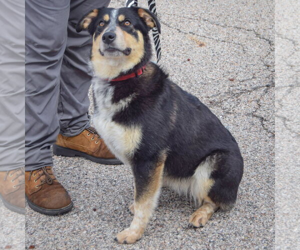 Medium Photo #3 Australian Shepherd-Unknown Mix Puppy For Sale in Huntley, IL, USA