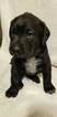 Small #13 German Shorthaired Lab