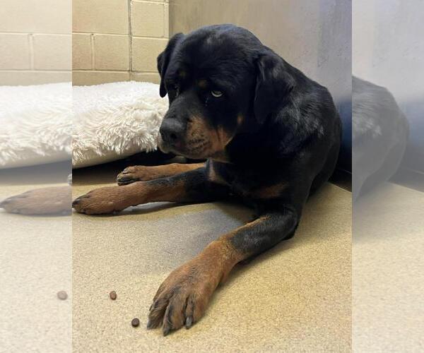Medium Photo #1 Rottweiler-Unknown Mix Puppy For Sale in Rockwall, TX, USA