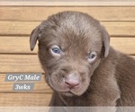Small Photo #11 Labrador Retriever Puppy For Sale in EDGEWOOD, TX, USA