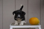 Small #2 Jack Russell Terrier Mix