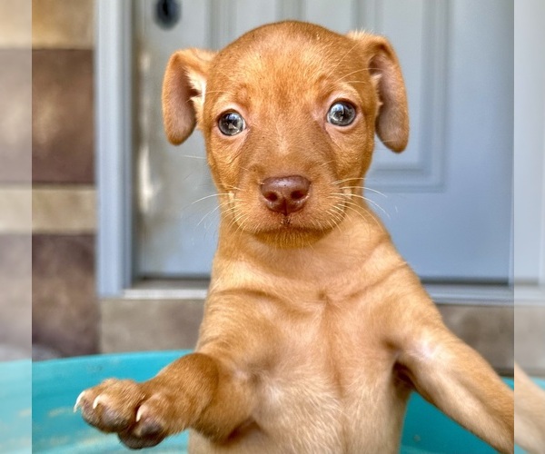 Medium Photo #1 Miniature Pinscher Puppy For Sale in ACCIDENT, MD, USA