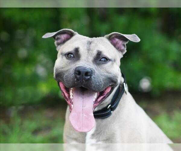 Medium Photo #3 Black Mouth Cur-Unknown Mix Puppy For Sale in Tavares, FL, USA