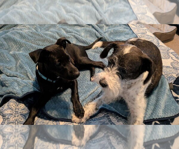 Medium Photo #12 Labrador Retriever-Unknown Mix Puppy For Sale in Holly Springs, NC, USA