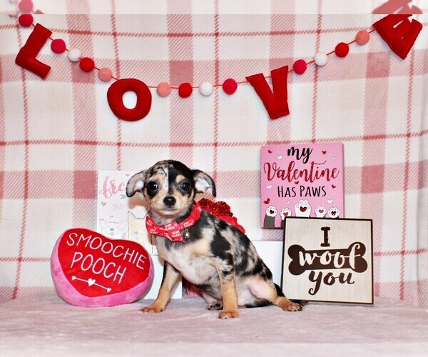 Medium Photo #1 Chihuahua Puppy For Sale in CHARLESTON, AR, USA