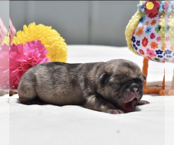 Medium Photo #1 Pug Puppy For Sale in PALM COAST, FL, USA
