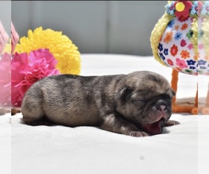 Pug Puppy for sale in PALM COAST, FL, USA