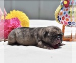 Image preview for Ad Listing. Nickname: Buzz
