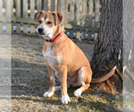 Small #8 Feist Terrier Mix