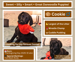 Medium Great Dane-Poodle (Standard) Mix